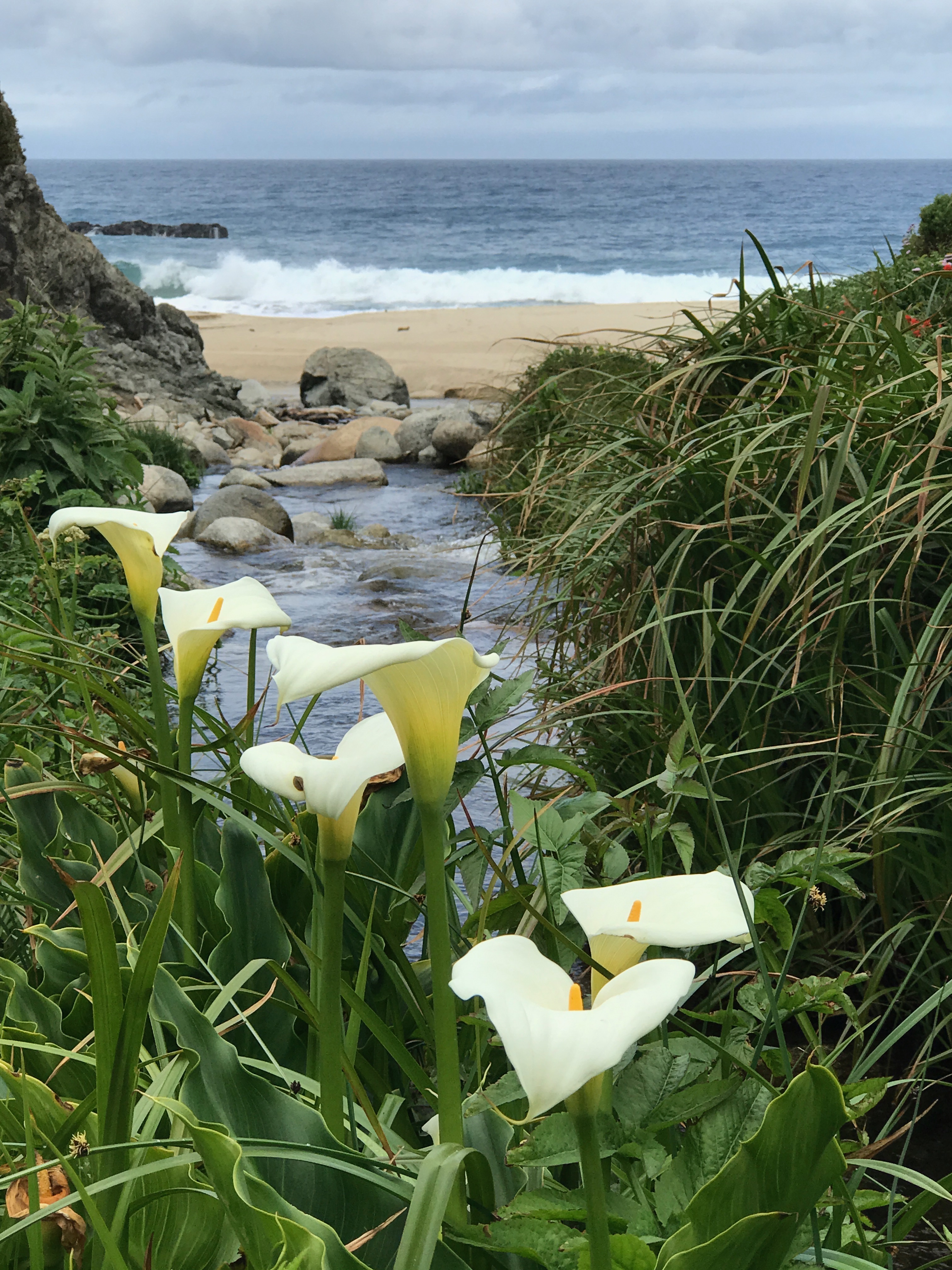 calla-lily-valley-pacific-ocean-best-california-adventures.jpg