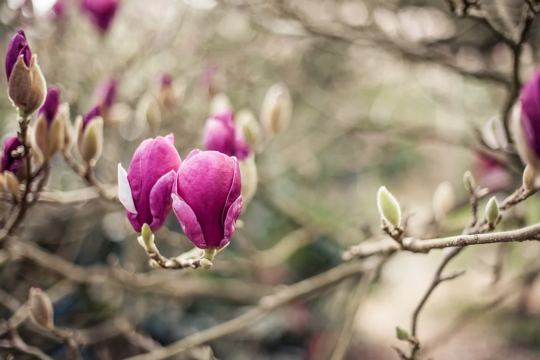 Magnolia.jpg