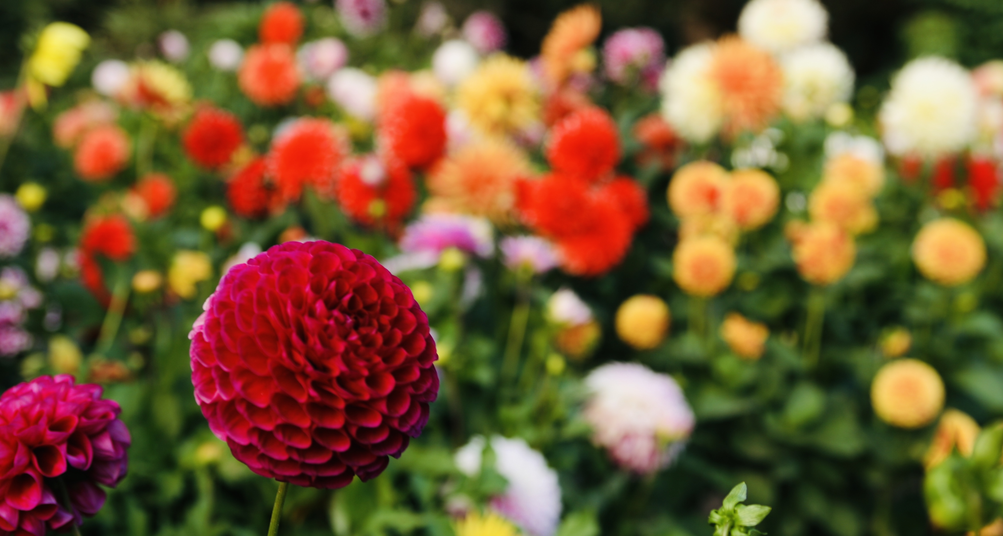 25F554AC-7B92-4707-A6E2-36CD1BFD6C79.jpeg