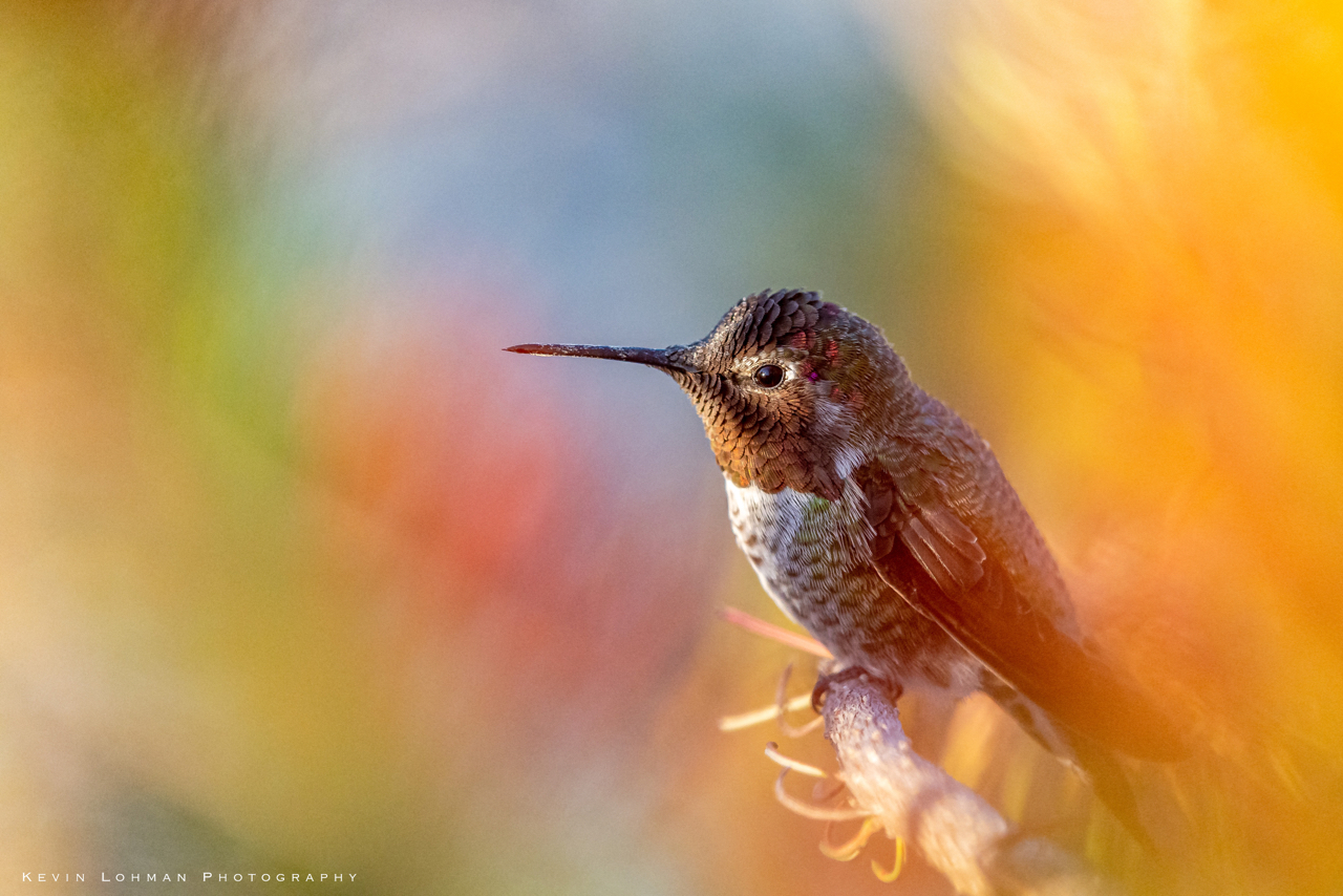 Anna's Hummingbird among the Flowers.jpg