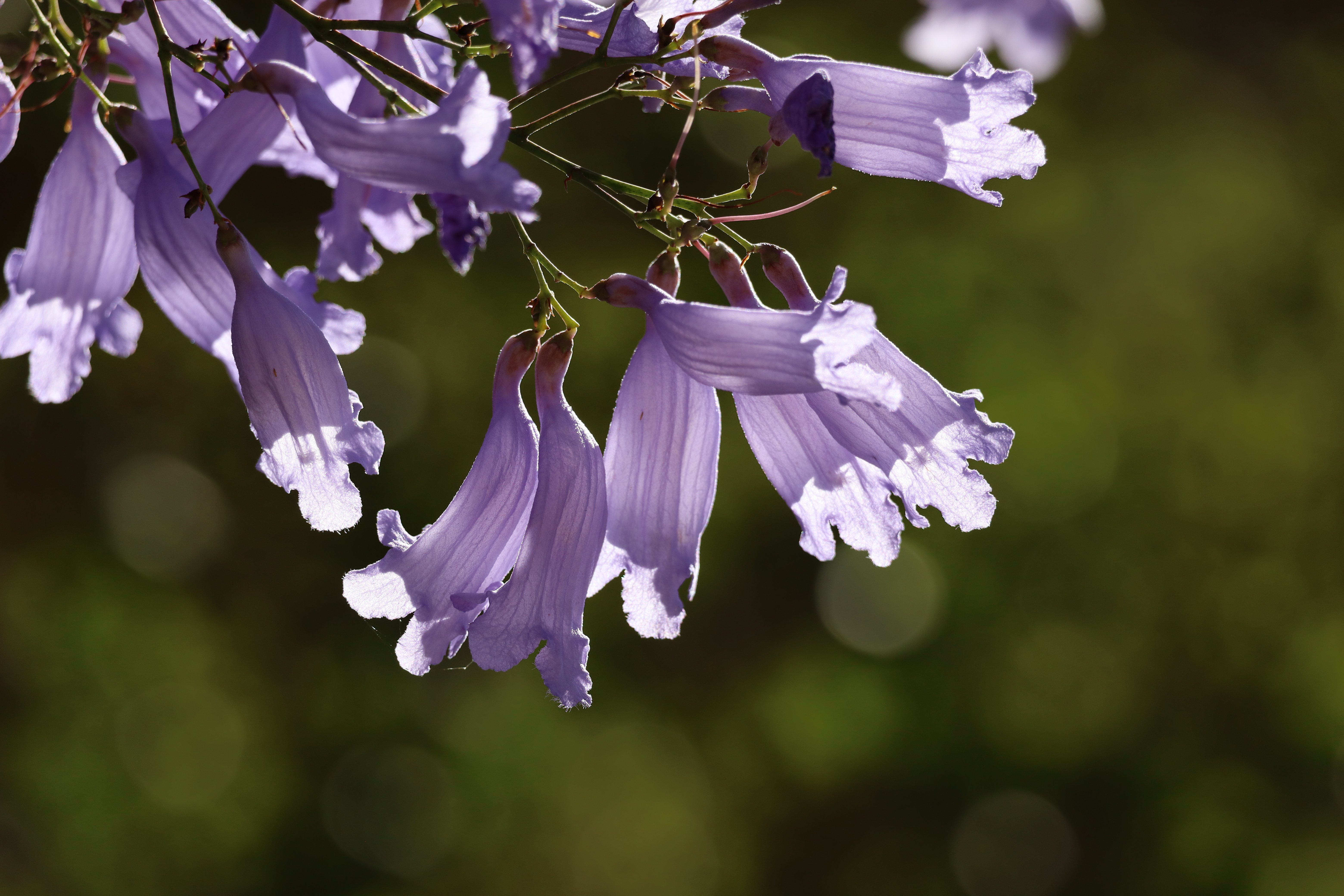 flower wings.JPG