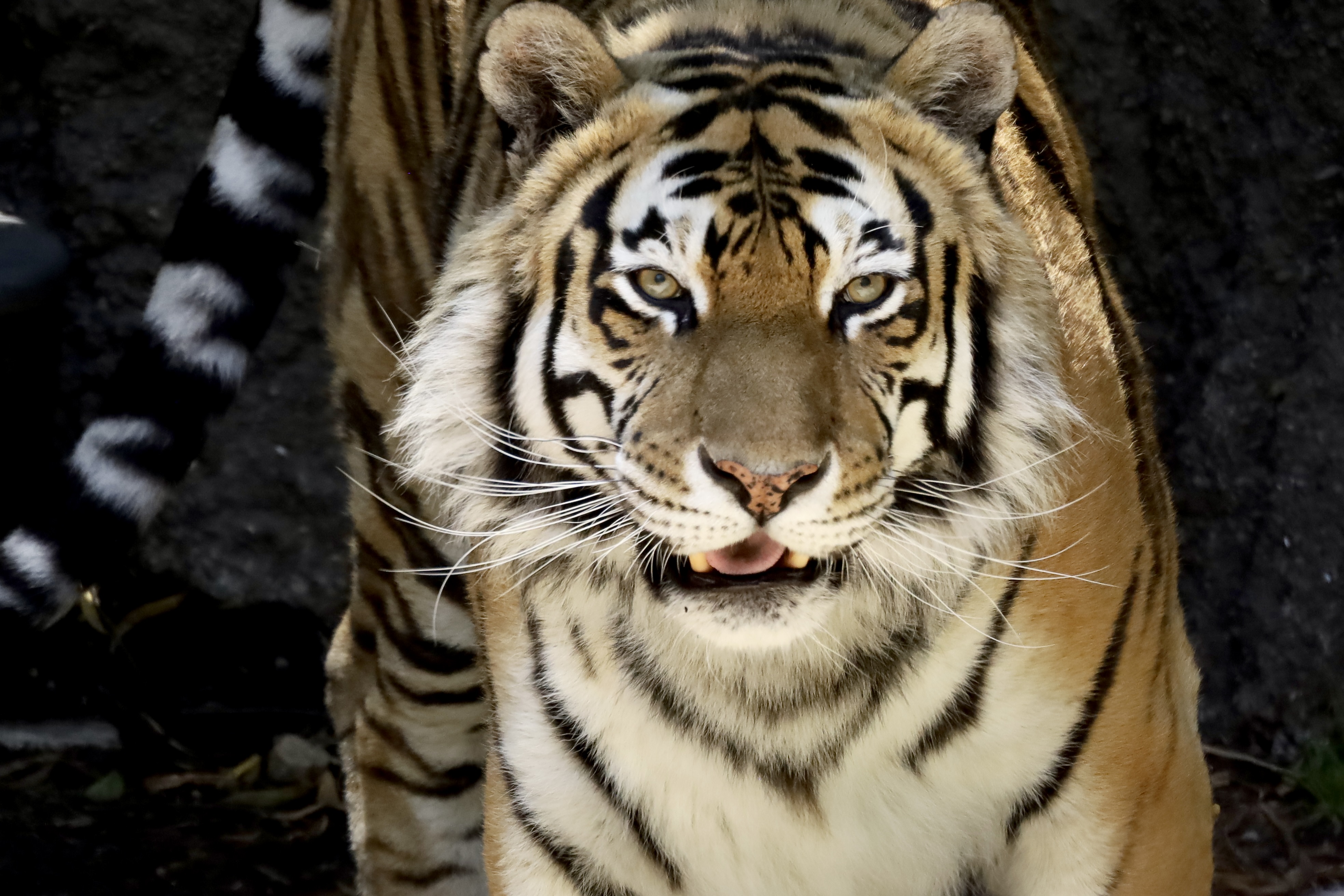 A10-Tiger-OaklandZoo.JPG