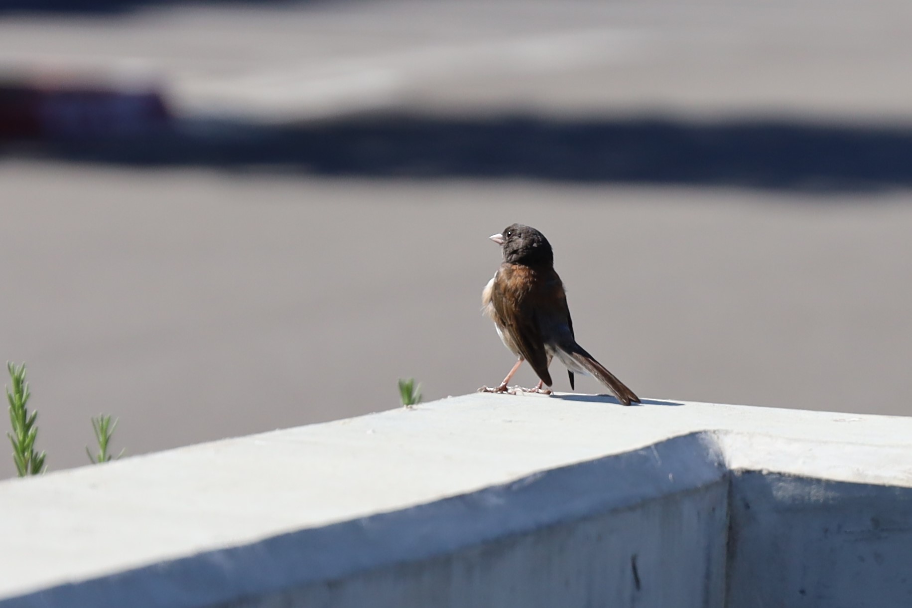 a_9398Junco.jpg