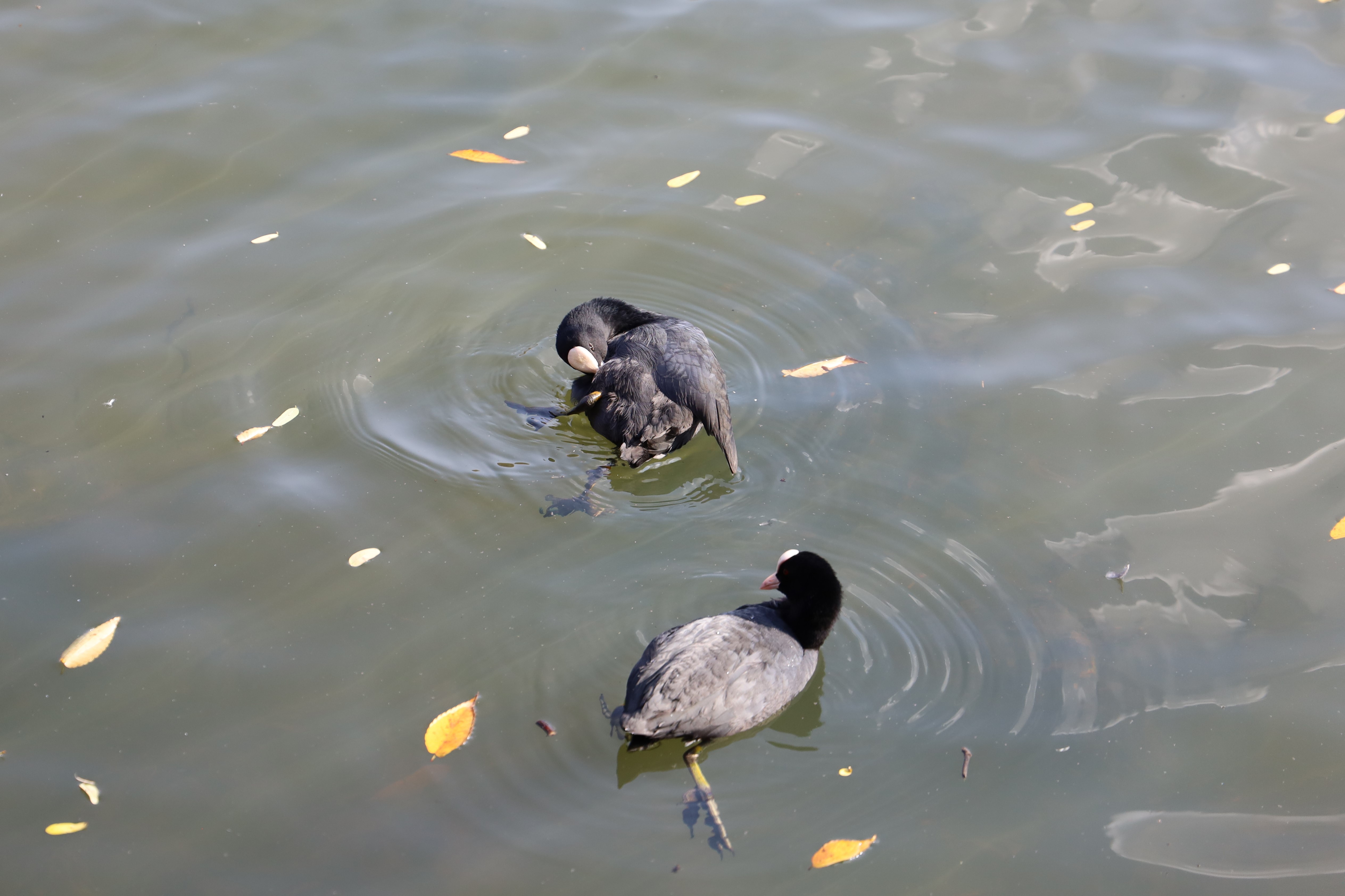 a_1096 물닭 Eurasian Coot.jpg