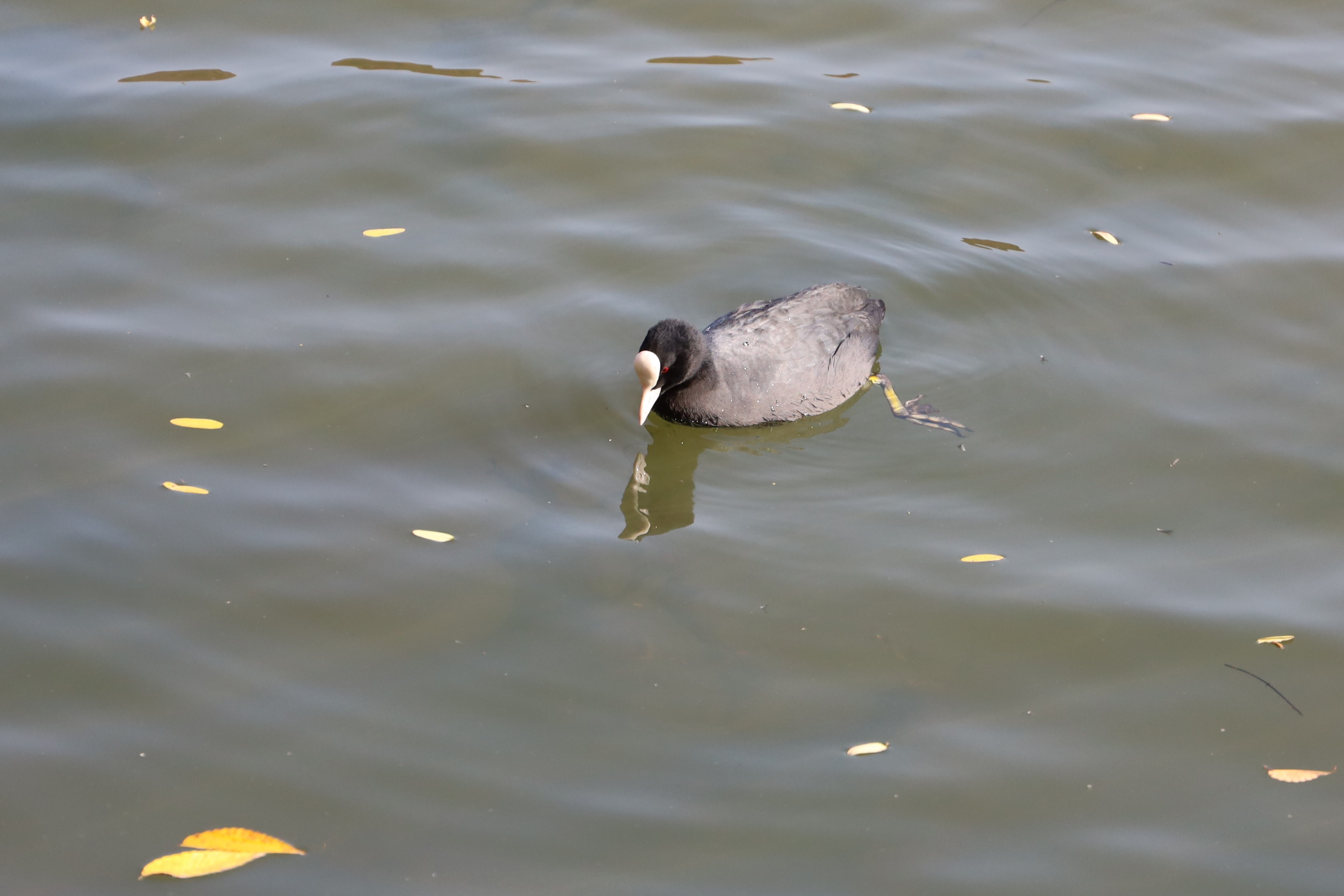 a_1053Eurasian Coot 물닭.jpg