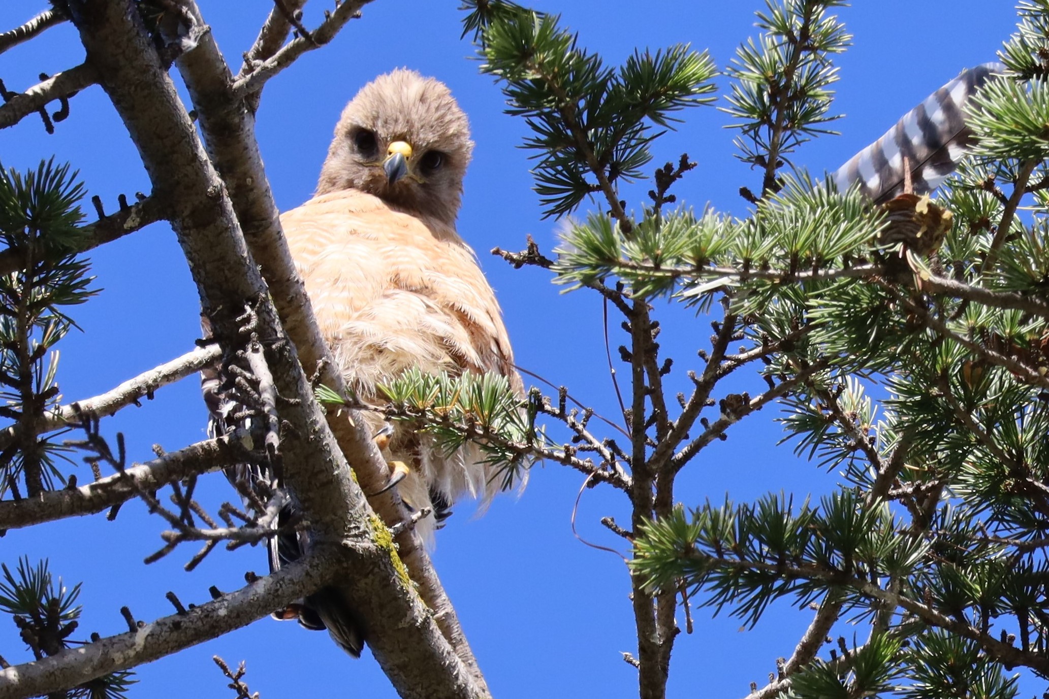 IMG_8373 Red Shouldered Hawk.jpg