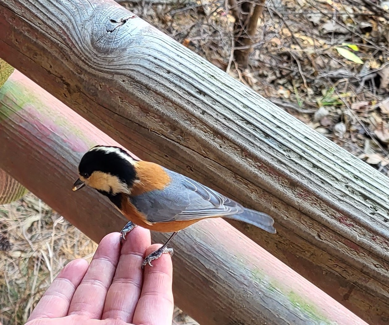 20221119_Varied Tit 곤줄박이.jpg