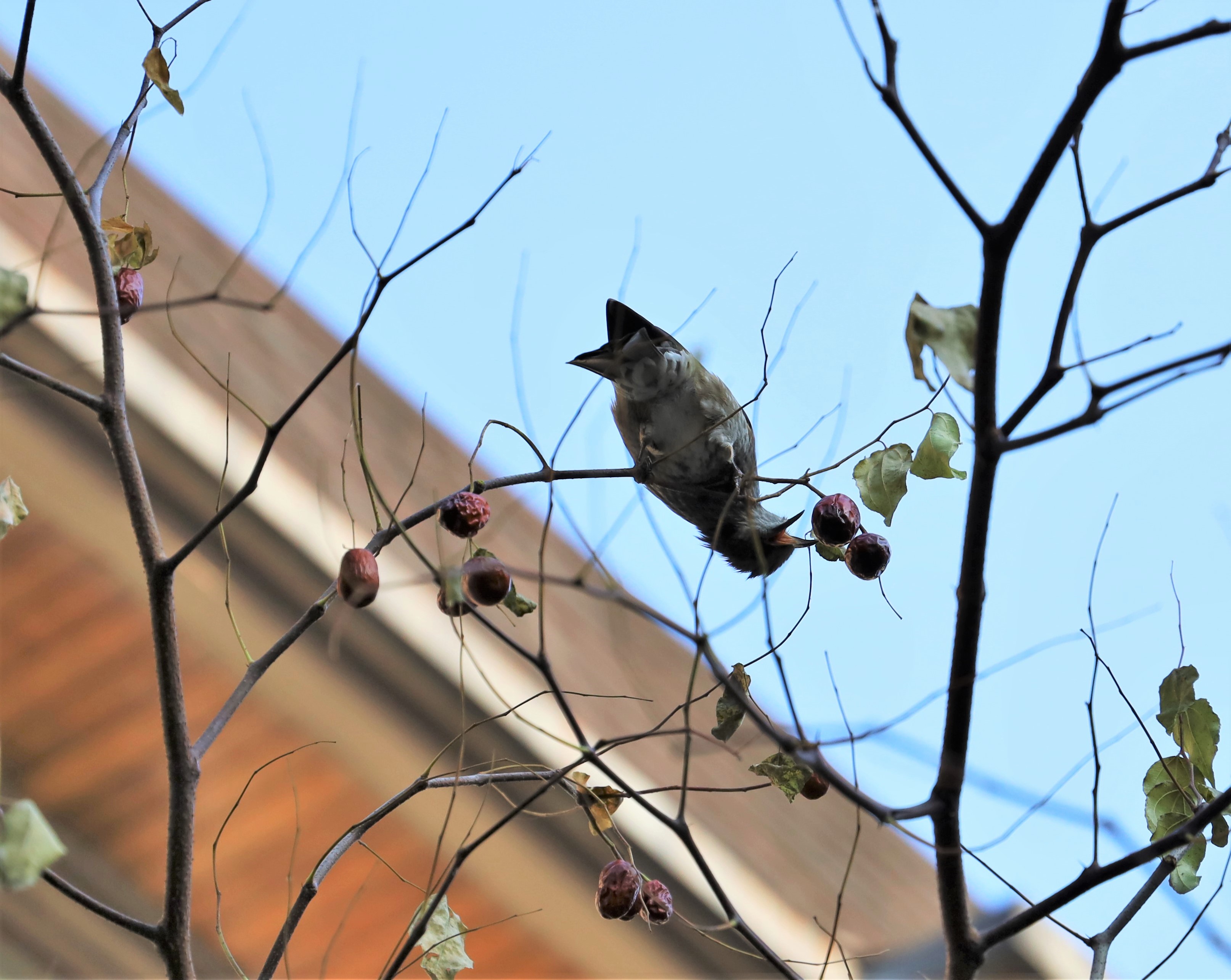 a_1477-직박구리Bulbul.jpg