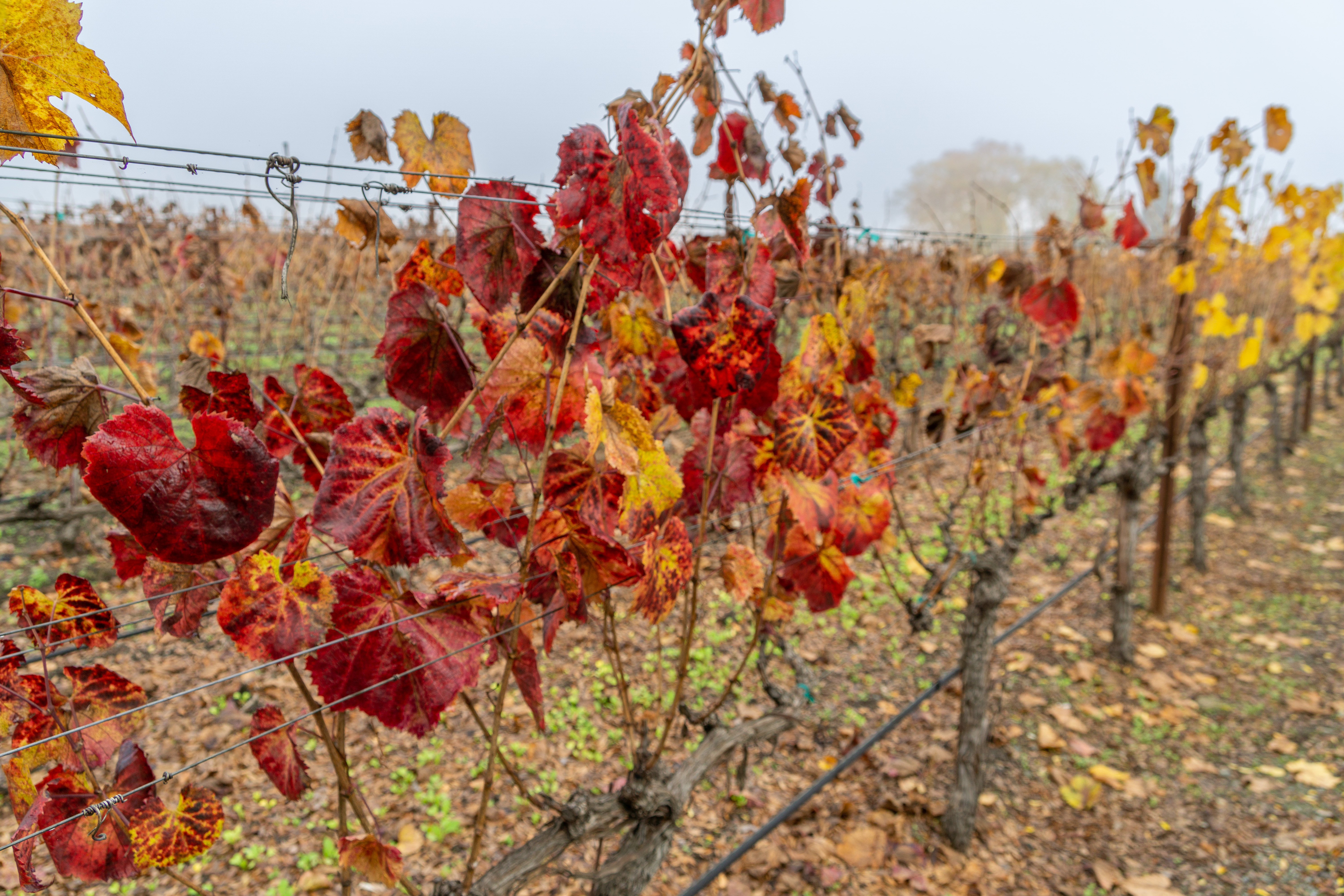 Napa Valley (4 of 8).jpg