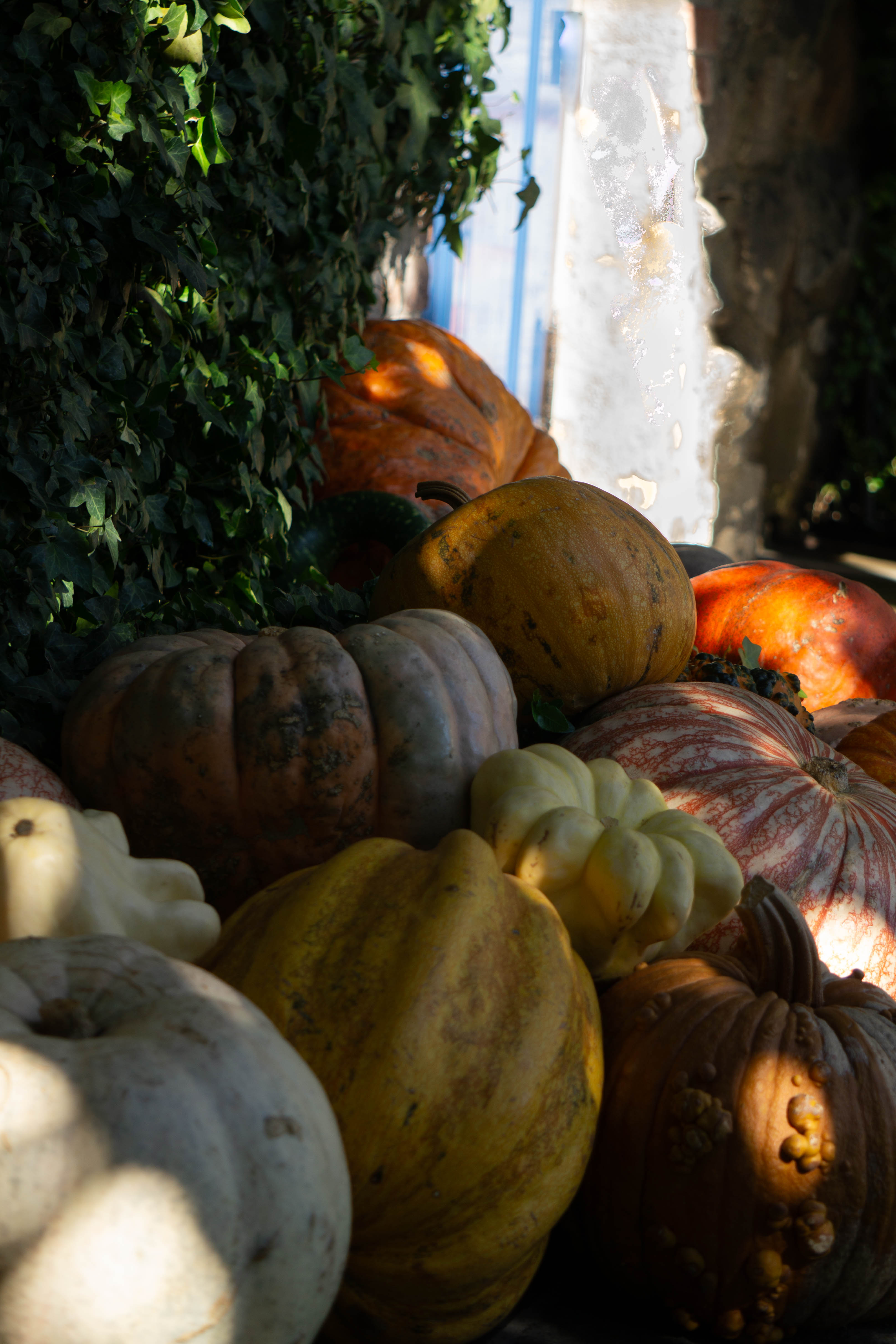 Napa Pumpkin2.jpg