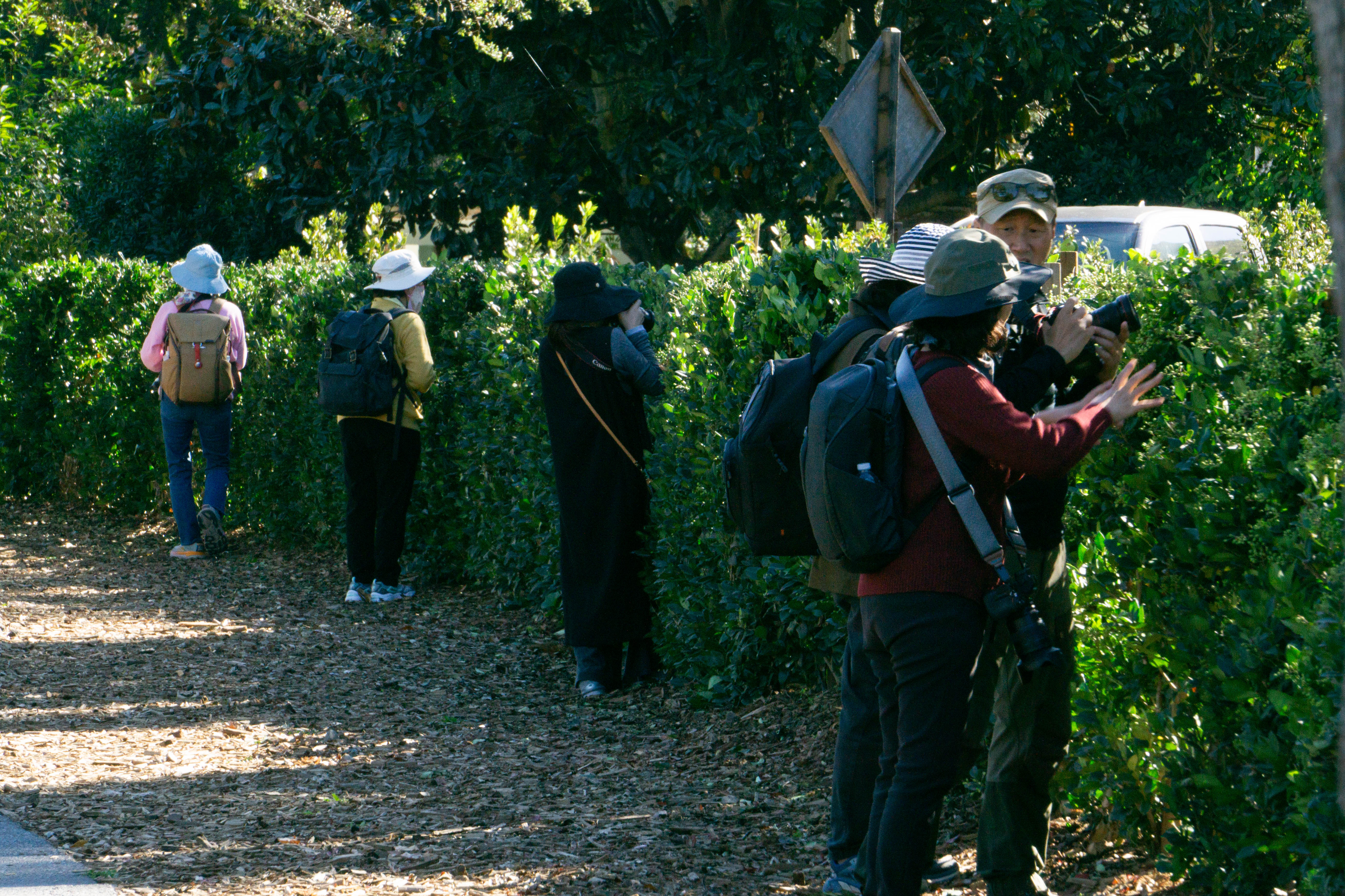 Napa Gangs.jpg