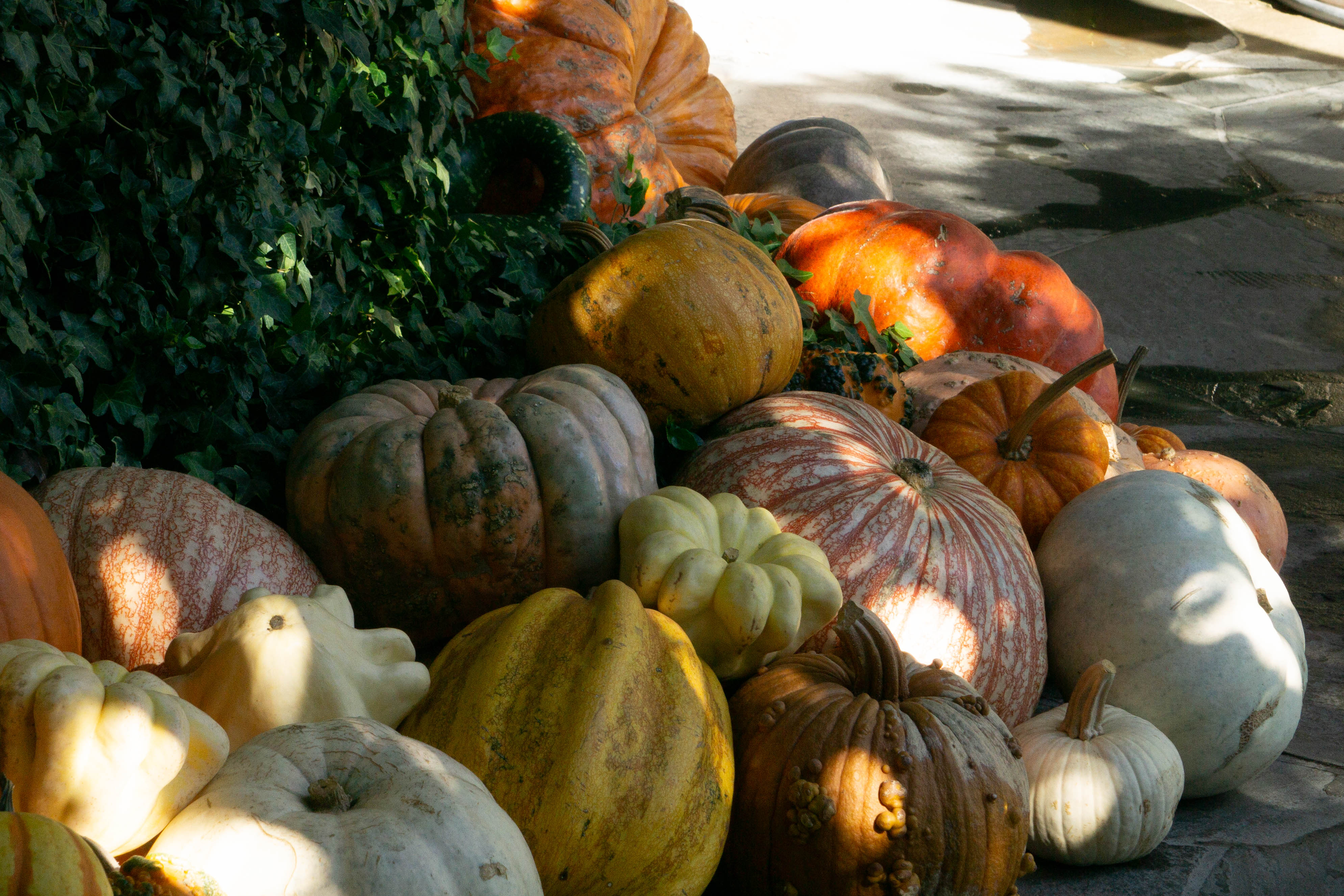 Napa pumpkin.jpg